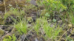 Carex rossii