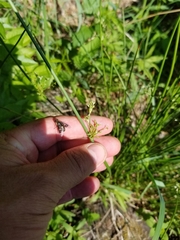 Juncus pylaei