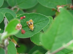 Olethreutes arcuella
