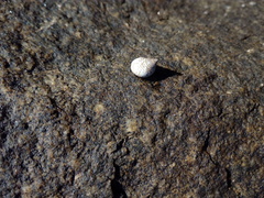Echinolittorina modesta image