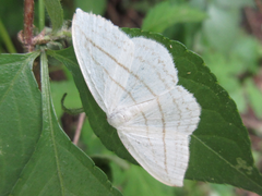 Ditrigona conflexaria