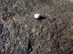 Echinolittorina modesta