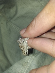 Physalaemus biligonigerus