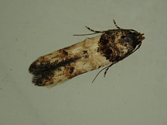 Walshia miscecolorella