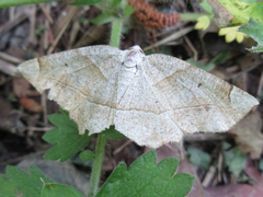 Endropiodes indictinaria