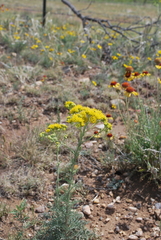 Hymenopappus flavescens