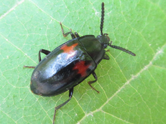 Basanus tsushimensis