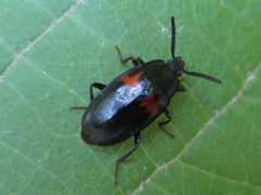 Basanus tsushimensis