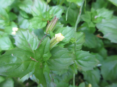 Erythranthe nepalensis