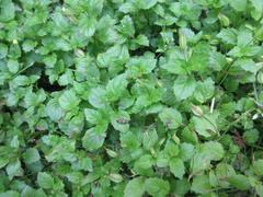 Erythranthe nepalensis