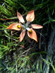 Moraea papilionacea