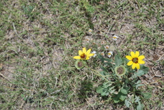 Berlandiera lyrata