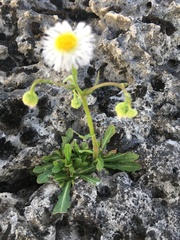 Erigeron philadelphicus provancheri