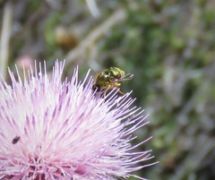 Eulonchus smaragdinus