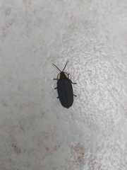 Photinus sturmii