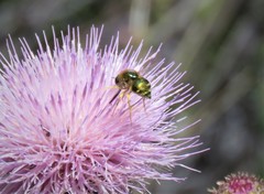 Eulonchus smaragdinus