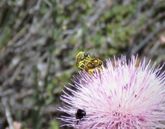 Eulonchus smaragdinus