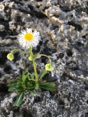 Erigeron philadelphicus provancheri