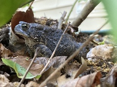 Anaxyrus americanus