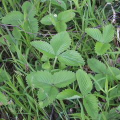 Fragaria moschata