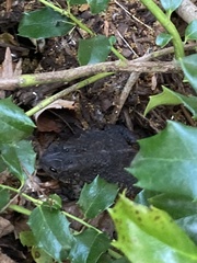 Anaxyrus americanus