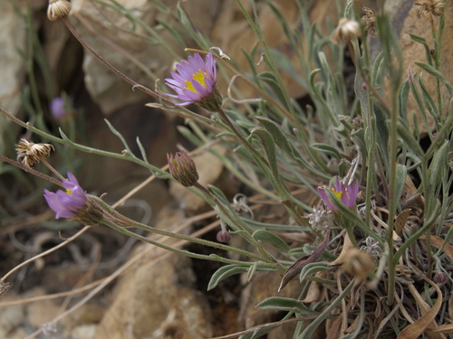 slender fleabane (Erigeron tener)