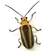 Short-necked Flea Beetle - Photo (c) Mike Quinn, Austin, TX, some rights reserved (CC BY-NC), uploaded by Mike Quinn, Austin, TX