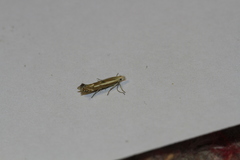 Isophrictis lineatellus