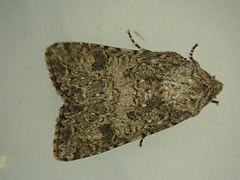 Anarta hamata