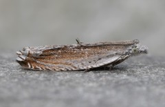 Ancylis diminuatana