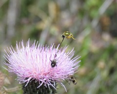 Eulonchus smaragdinus