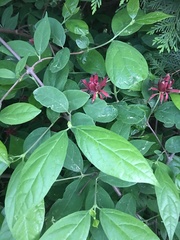 Calycanthus