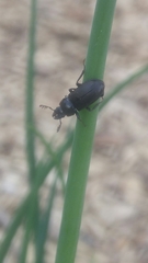 Platycerus depressus
