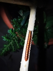 Helicorthomorpha