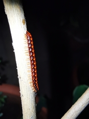 Helicorthomorpha