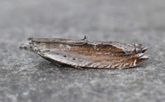 Ancylis diminuatana