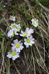 Callianthemum kernerianum