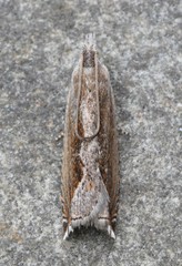Ancylis diminuatana