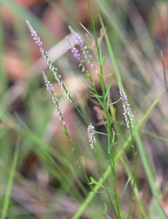 Polygala appendiculata