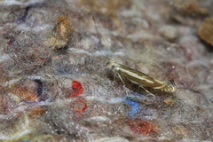 Isophrictis lineatellus