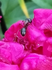 Camponotus novaeboracensis
