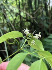Strychnos angustiflora