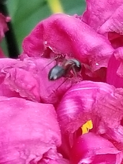 Camponotus novaeboracensis