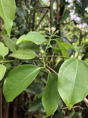 Strychnos angustiflora