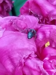 Camponotus novaeboracensis