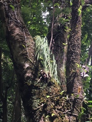 Asplenium flaccidum flaccidum