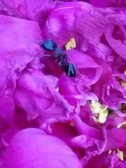 Camponotus novaeboracensis