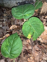 Matelea carolinensis