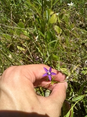 Campanula floridana
