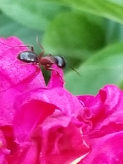 Camponotus novaeboracensis